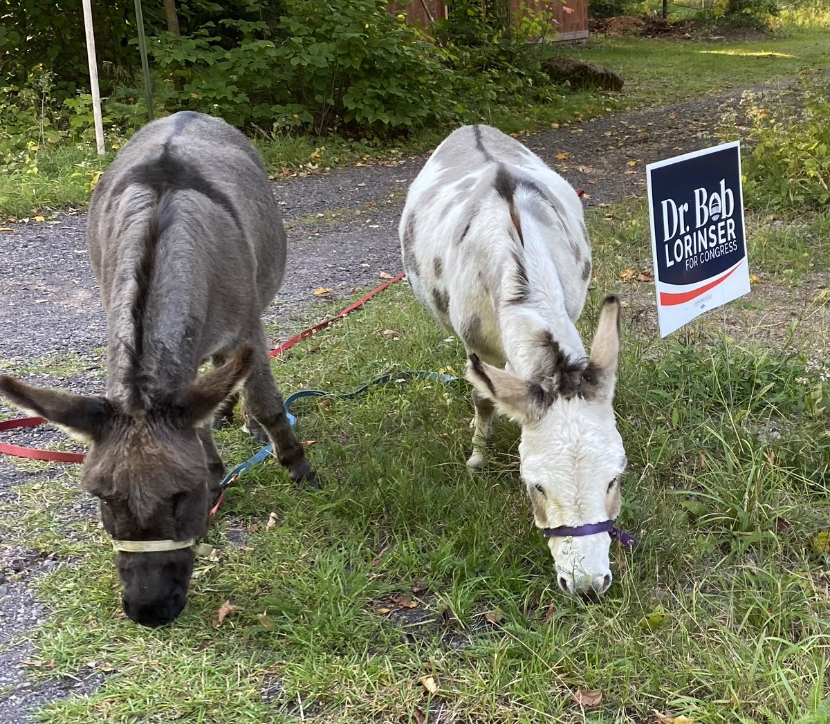 Donkeys for @DrLorinser