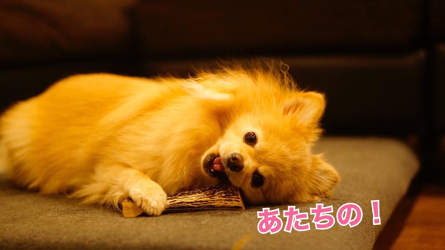 鹿の角 Twitter Search Twitter