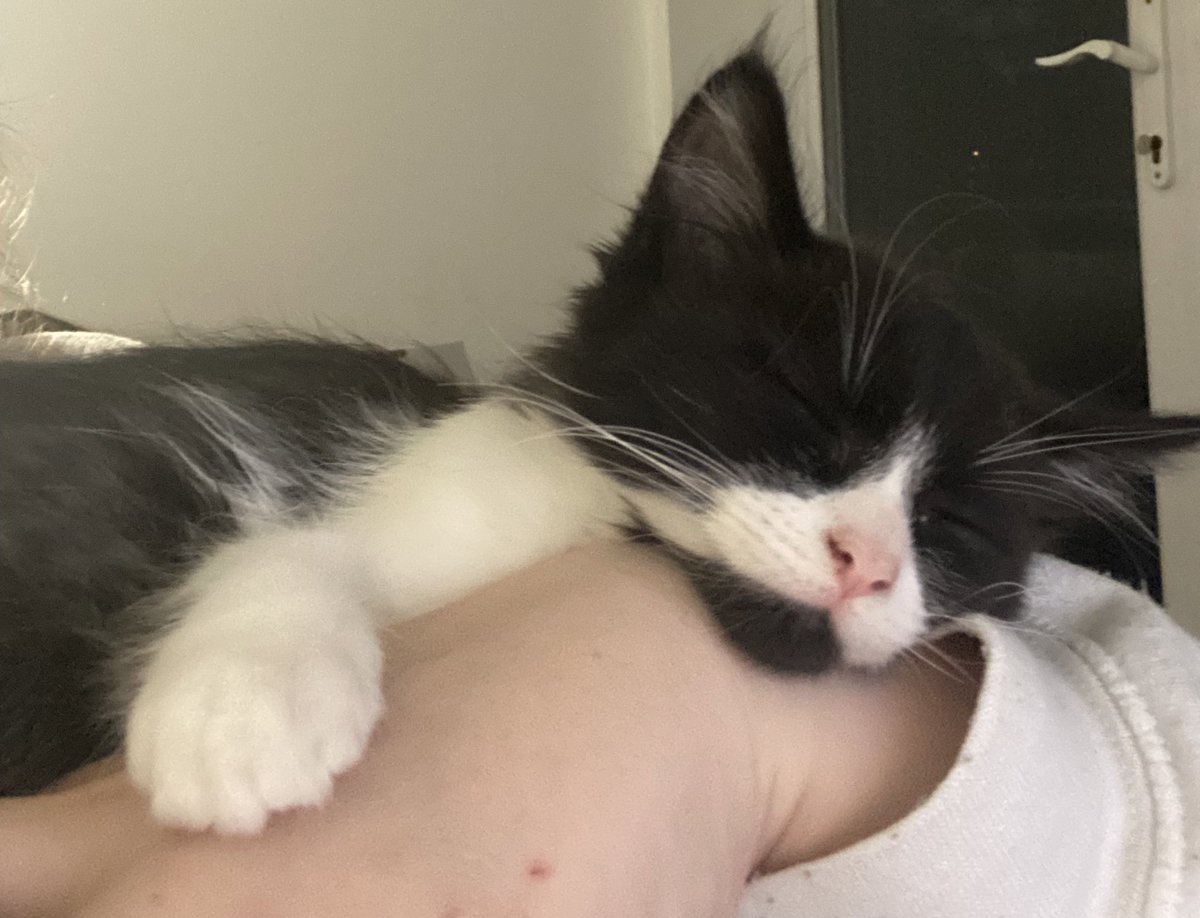 binkisaur's tweet photo. Also haven’t been on twitter for ages so here is my cat https://t.co/da1YbBh8mn