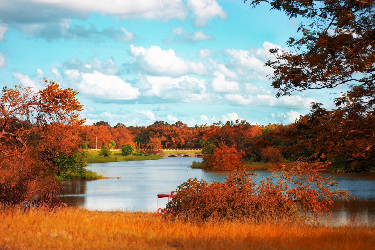 Kris_Sion's tweet photo. 🌳¿Que les parece?🍁 https://t.co/Wdx9Jj9OjZ