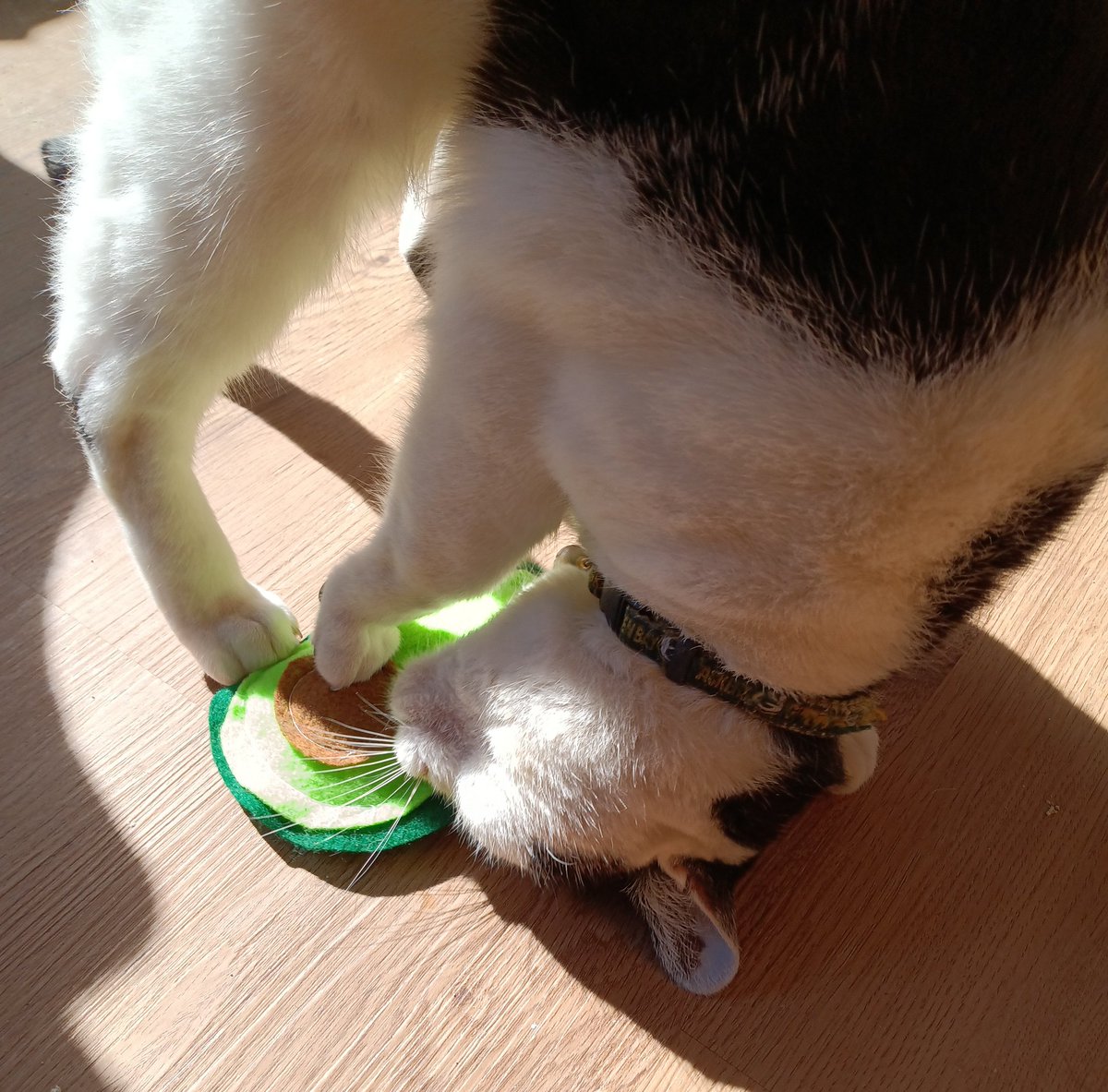 cookiesinheaven's tweet photo. Bella approves of her 🥑 catnip toy. Thanks #AvoFest https://t.co/6MDIOD6TsM