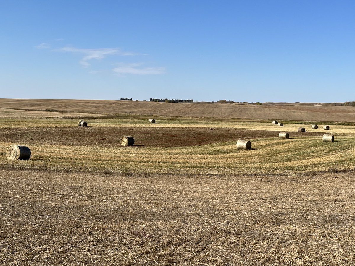 Beauty of a day today! The kochia /lentil intercrop patches were going through the combine awesome.😏