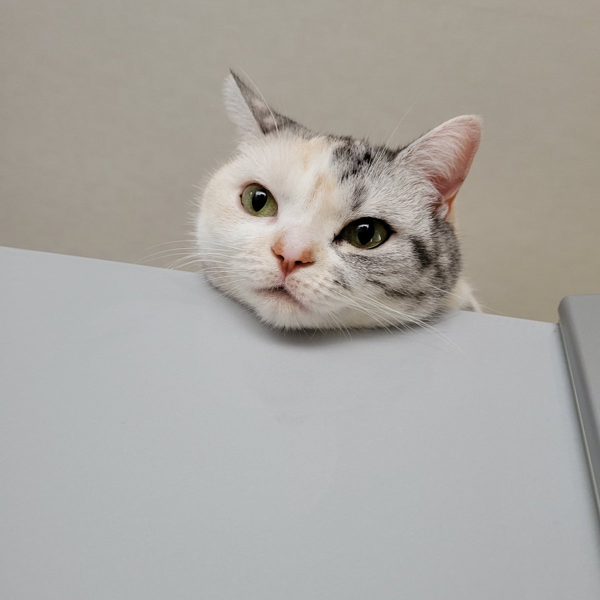 siitaro421's tweet photo. 冷蔵庫の上で
月曜日はあんにゅいです
#猫 #猫好きさんと繋がりたい https://t.co/CFi1nQ2jPl