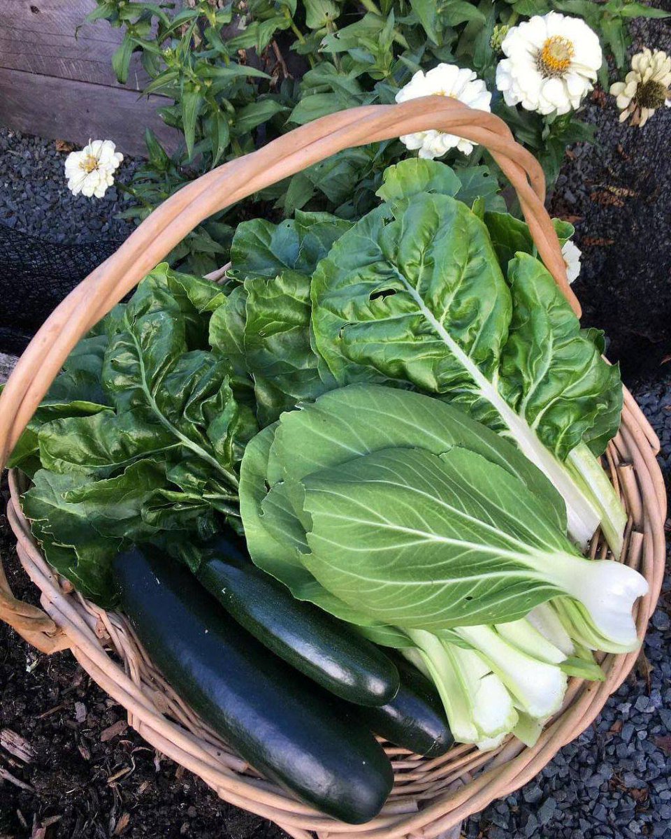 flytank81's tweet photo. Organic vegetables, very fresh https://t.co/Np2Pz7hTHA