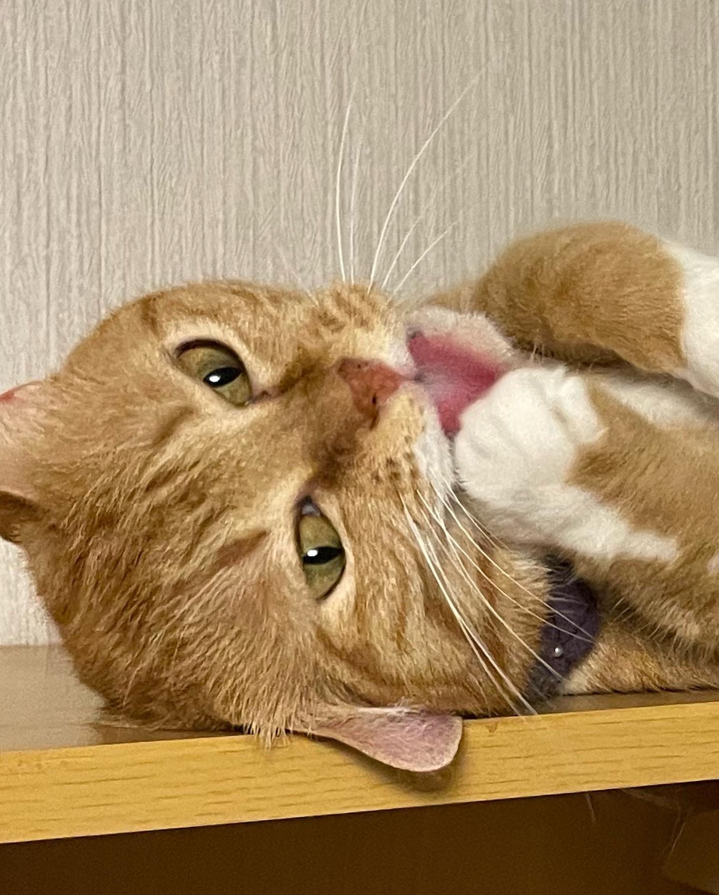 保護猫のじん君 Hogoeko Jin Twitter