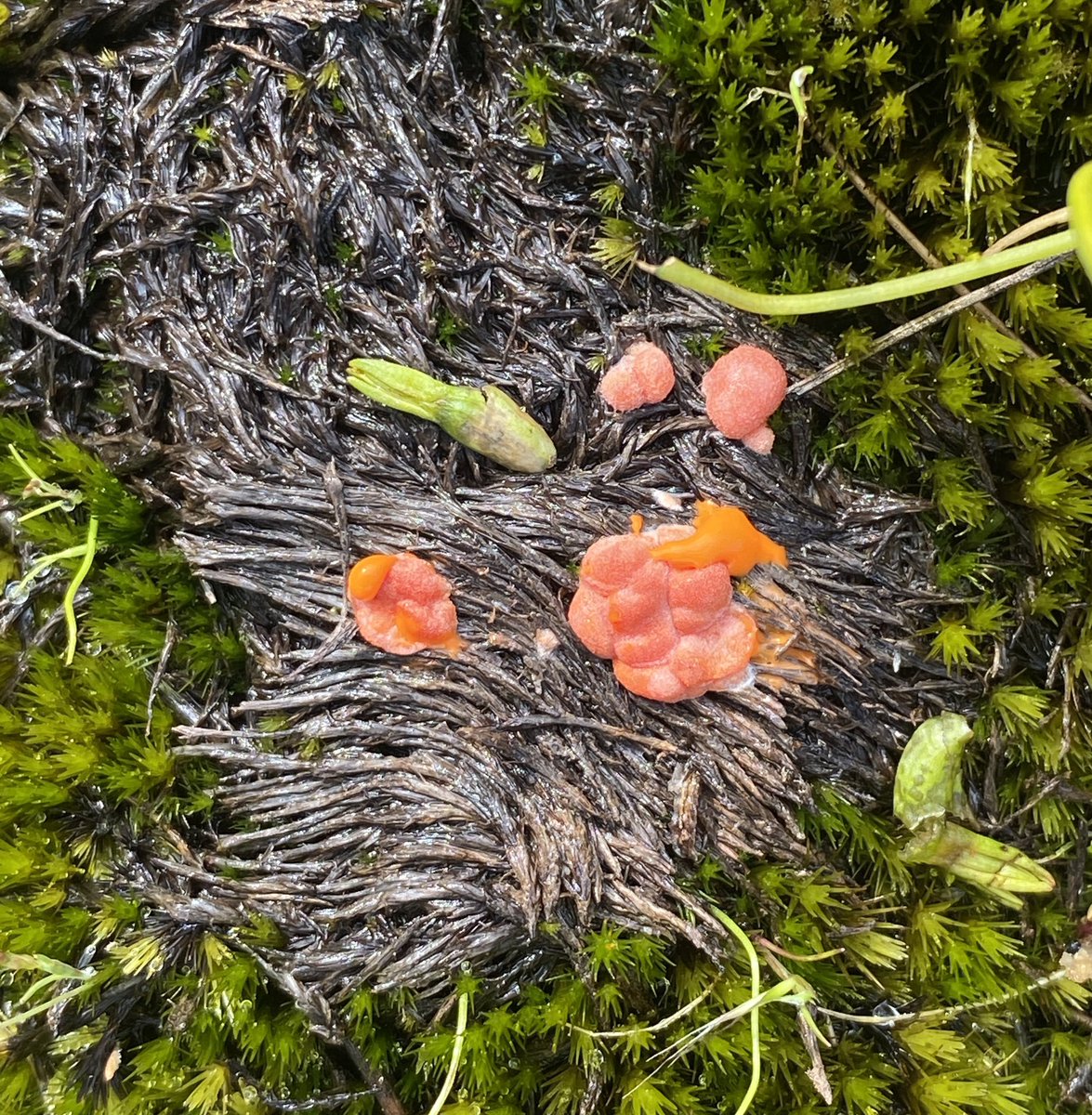 osfield's tweet photo. @RockyCape1 @D0CT0R_Dave @jones_ann Whoops. Didn��t mean to delete. Here’s the photo of suspected slime mould?? Any idea? Found in Warby Ranges. I touched it &amp; yellow toothpaste stuff oozed out! https://t.co/qJPWoNLMAe