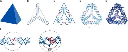 DNA_Nanotech's tweet photo. Algorithmic Design of 3D Wireframe RNA Polyhedra
https://t.co/z79WPXBp1q https://t.co/B47qoWOKKW