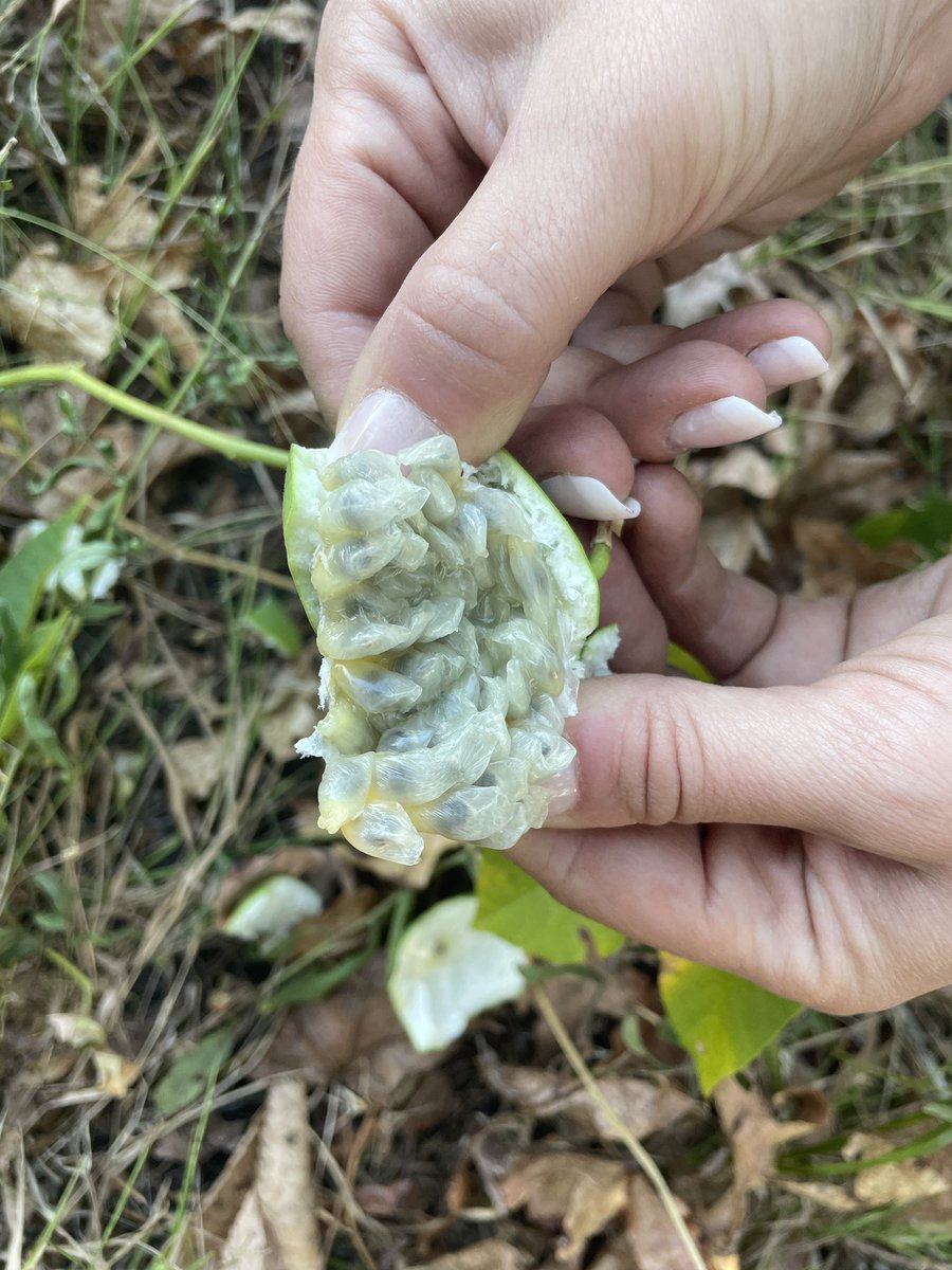 Found this plant growing in our pasture - vine growing out of the ground.  Green fruit, inside white.  What is this?