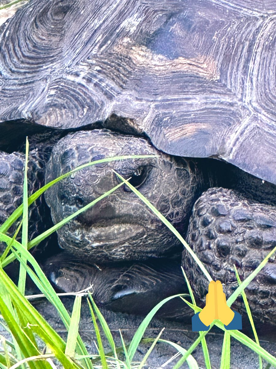 We saved this guy before he went into the road. 🐢 🙏 #turtle #saveaturtle #crossingtheroad