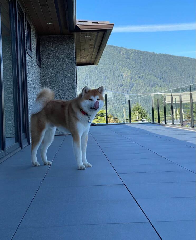 feelaboomba's tweet photo. 秋田は実直な顔をしているだろう。#秋田#秋田犬#日本秋田犬#犬#犬#犬#犬の日常#犬を飼う#犬子#犬日記 https://t.co/PGEEzaitnA
