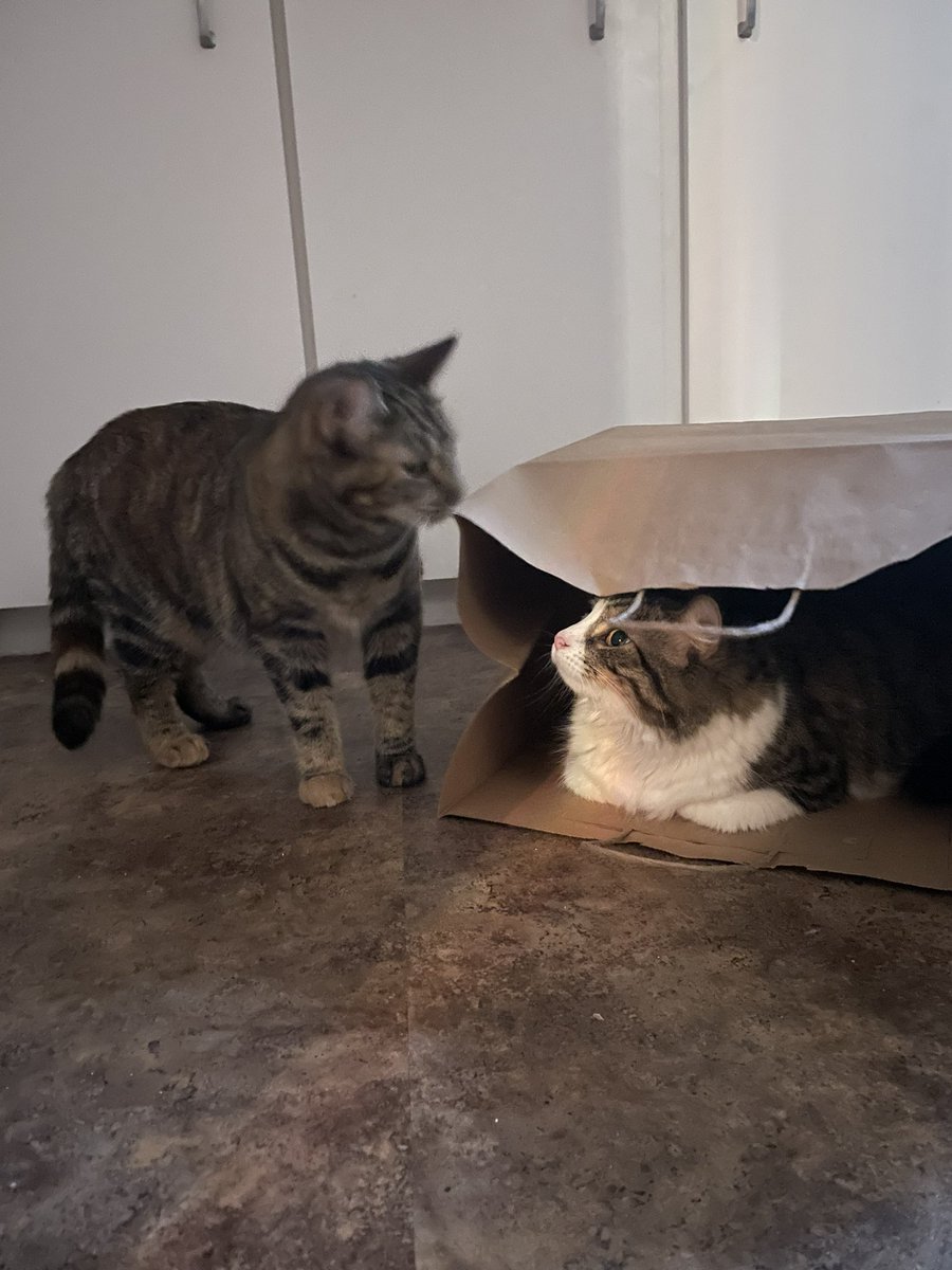charlithecat_'s tweet photo. @willowthecat_ do you like my new home? https://t.co/mMvpUAoiWC