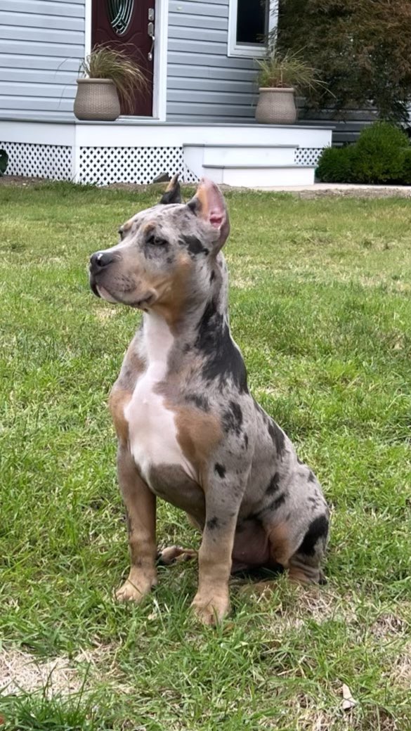 5ilentSavage's tweet photo. 4 months #bluetrimerle #pitbull #pitbully #bully #Pitbullarmy #PitbullCrew #pitbulltoken https://t.co/u6Ph8NAmOY