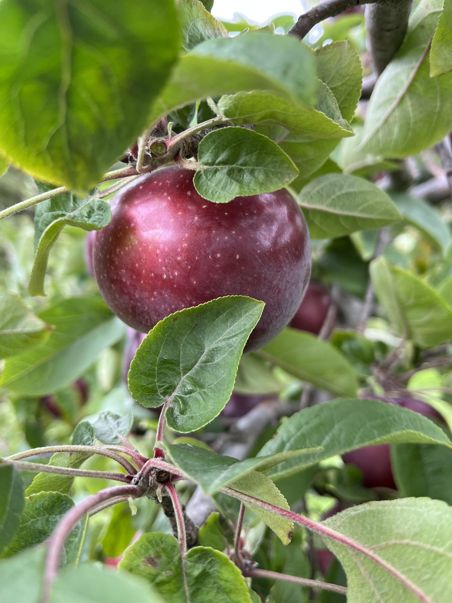 LooneyMath's tweet photo. Sharing these apple Same But Different slides. https://t.co/lOOKhFScpX What else would you do with 40 apples after a lovely day of apple picking? #looneymath #iteachmath #iteachmaths #elemmathchat #samedifferentmath https://t.co/Sjp8gdQRYC