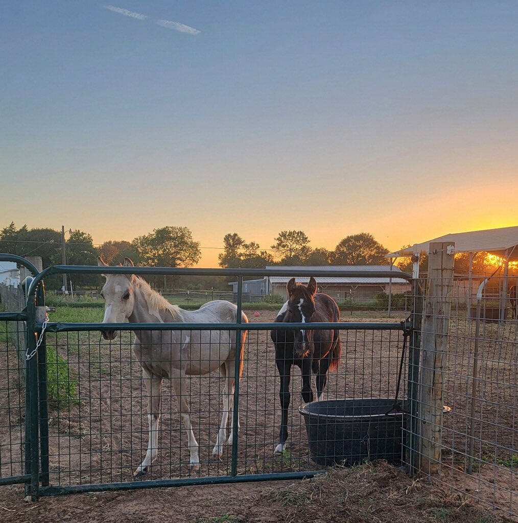 PRRHorseRescue's tweet photo. πBodie & Lou Update π
Read photos attached π
https://t.co/9NoR8lhIHs
#horses #rescue #give #help #AnimalRights #SafeAct #AnimalWelfare #secondchanced #love #adoptdontshop https://t.co/KD704f0Hne