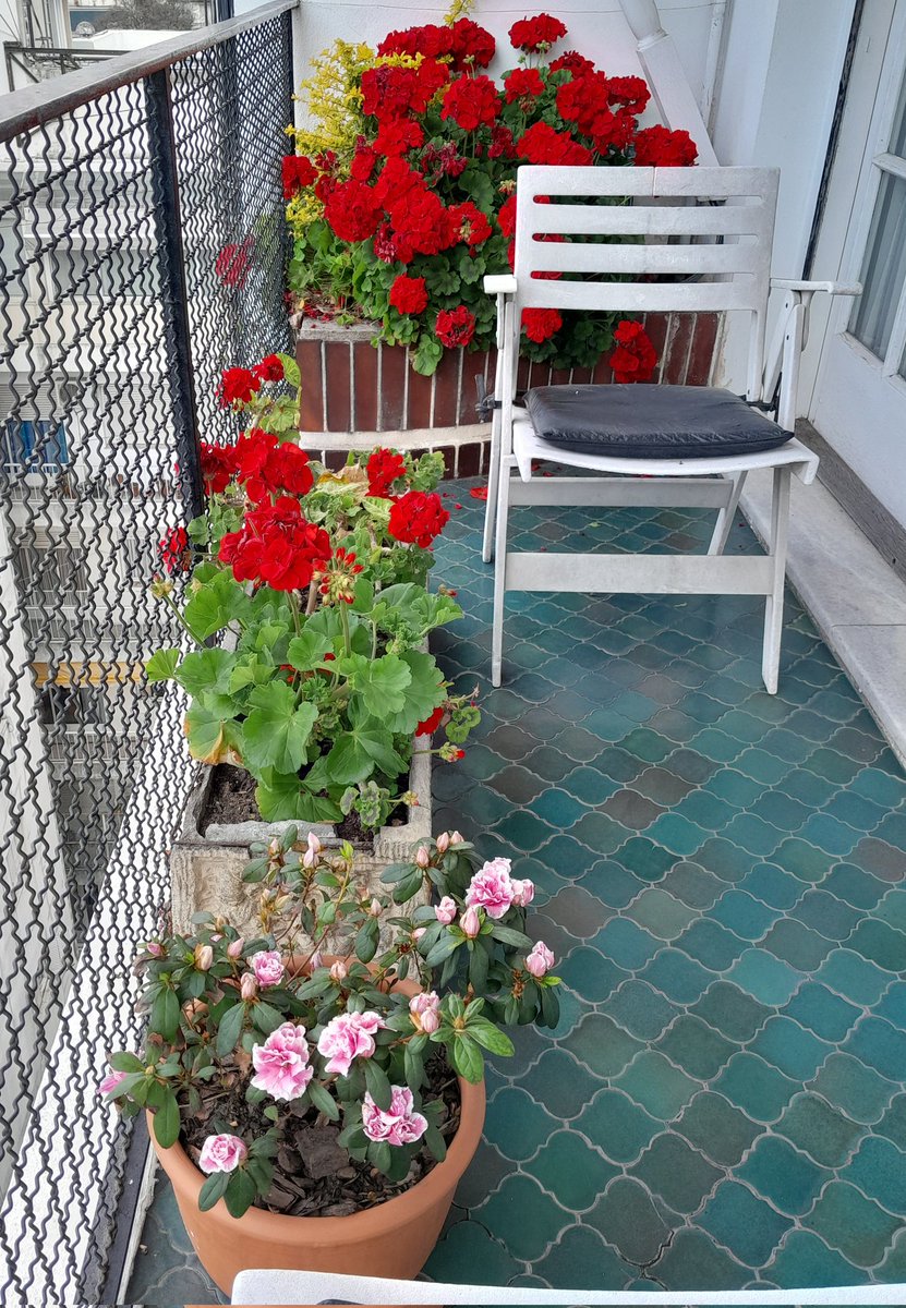 exagereando's tweet photo. Hoy hice jardinería en el balcón de tía Aida... estoy aprendiendo del genio de @GordoSi 😁 quedó bastante bien no?? #Primavera #malvones #balconeando https://t.co/G6x0qaJX4o