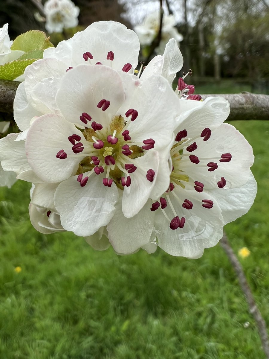 Trevor_FJ's tweet photo. Perry pear blossom. #perry #perrypear #perrypearblossom https://t.co/lxYe2ii6jJ