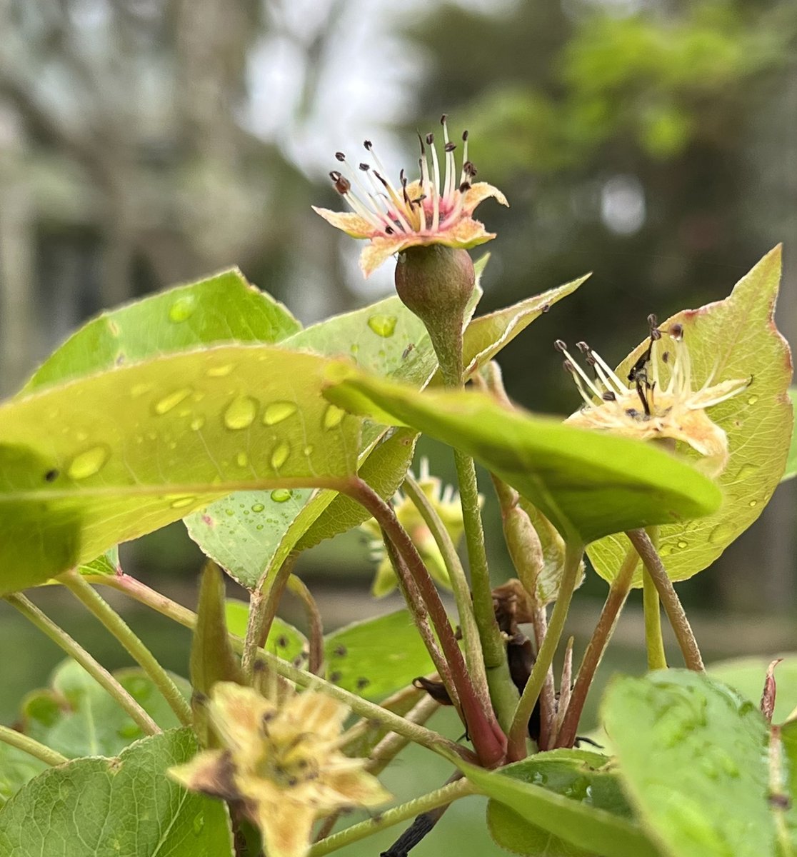 Trevor_FJ's tweet photo. Perry pear fruitlet just forming. #perry #perrypear https://t.co/0d5dXVvcKe