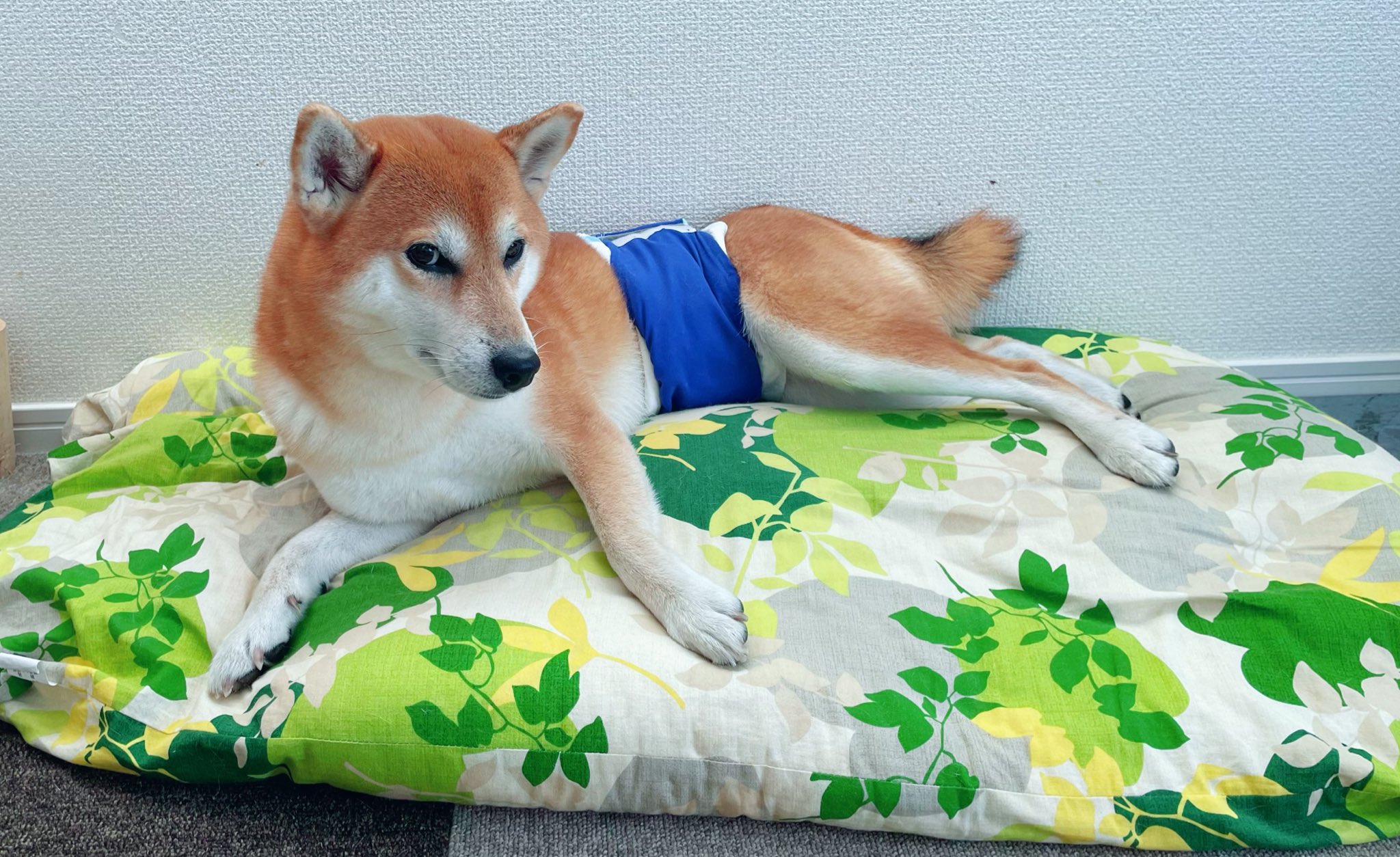 赤柴 こはく 猫3匹衆 Shiba Kohaku Twitter