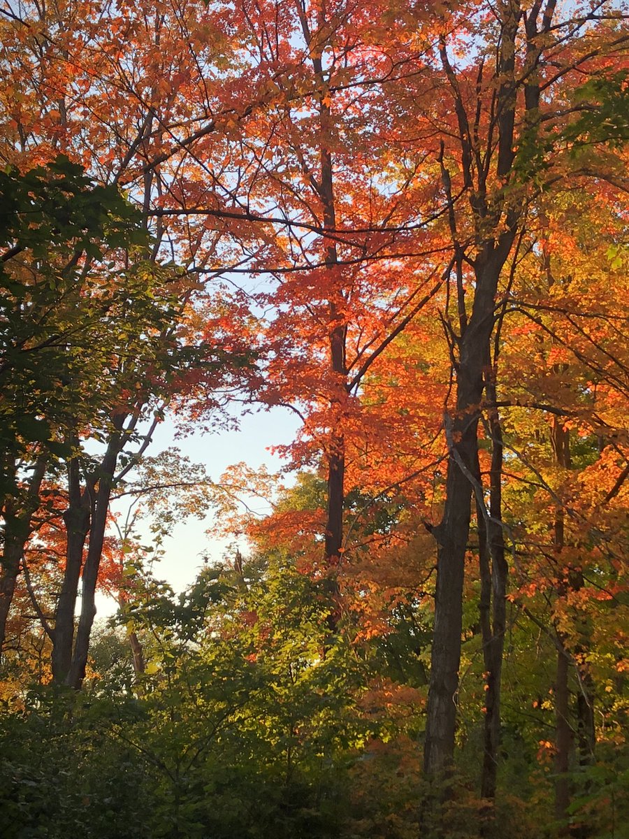 jim van nes tweet media