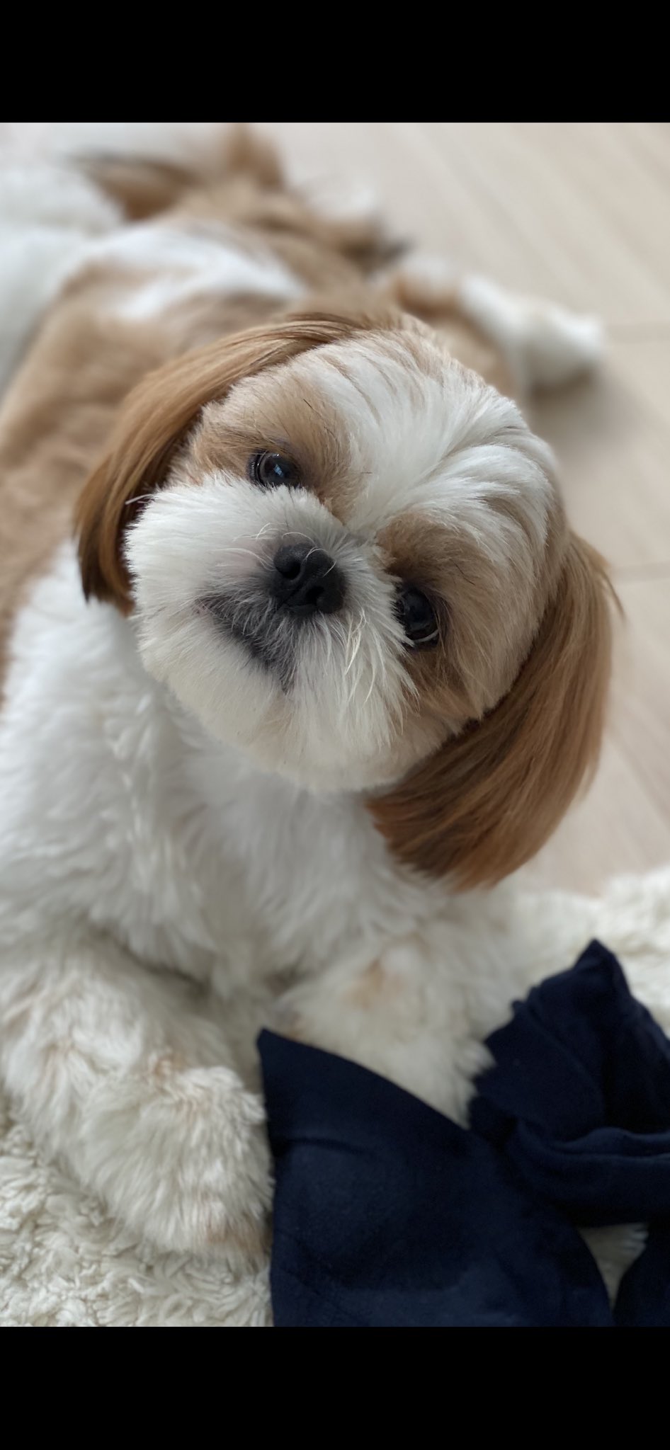 犬可愛い Twitter Search Twitter