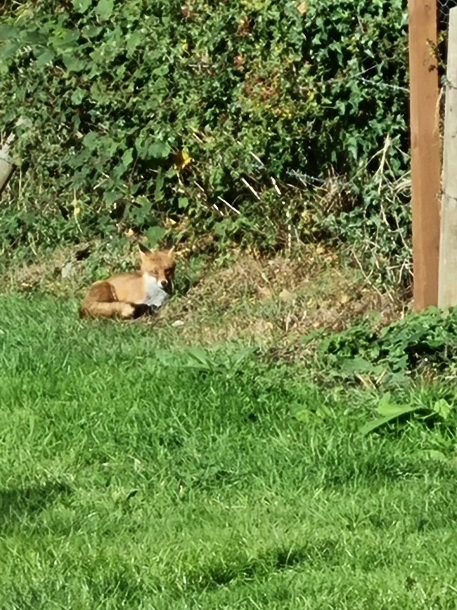 KFinchett's tweet photo. @ChrisGPackham My children and I were delighted to spot this beauty at our alliment today 🦊😍 https://t.co/WC0Q98Wvdw