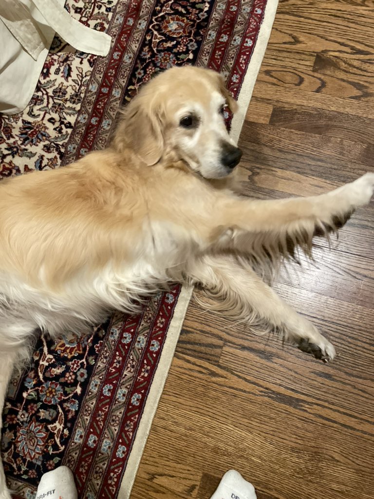 THarbsmajors's tweet photo. Y’all keep me in your prayers had to put my dog down this evening #RIPReagan :( https://t.co/6Jmg1P0RqE