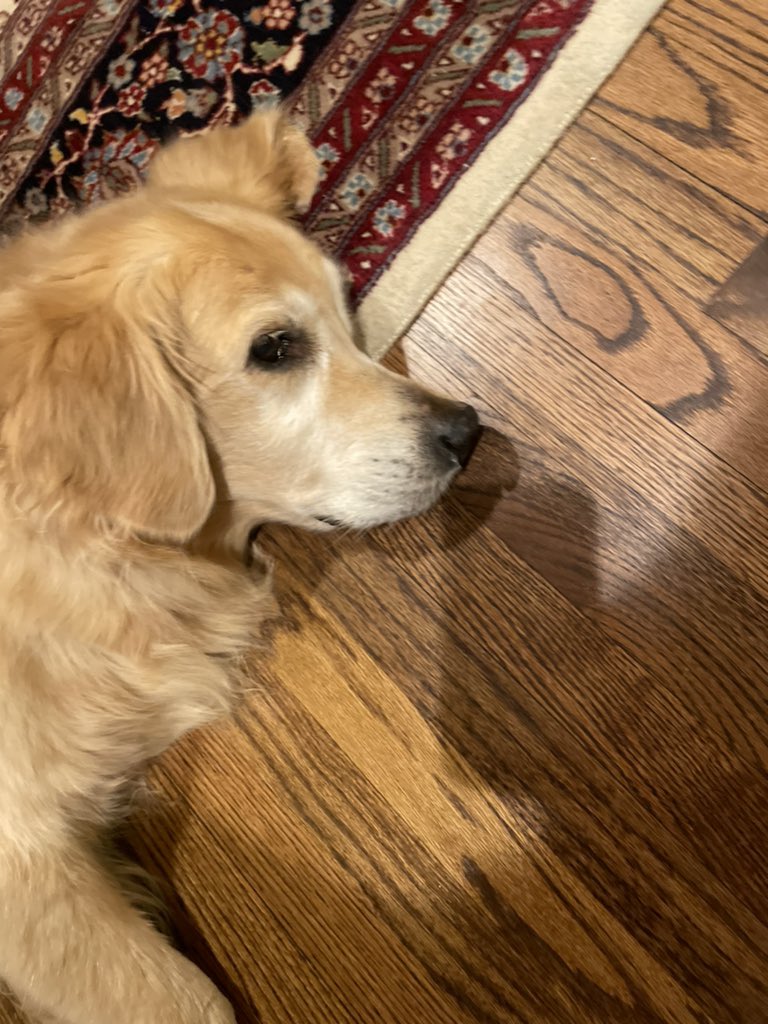 THarbsmajors's tweet photo. Y’all keep me in your prayers had to put my dog down this evening #RIPReagan :( https://t.co/6Jmg1P0RqE