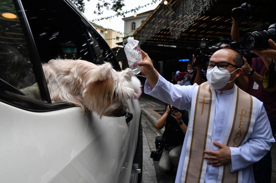 on Twitter "BECAUSE THERE ARE PETS IN HEAVEN A Roman