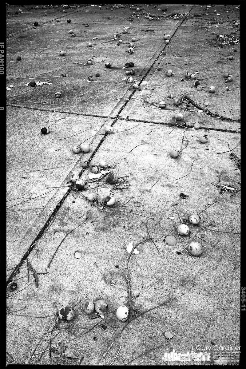 mnmlst_com's tweet photo. Walnuts on sidewalk.

#bw #mnmlst #minimalism #minimalist #minimal #minimalistic #minimalistics #minimalobsession #photooftheday #minimalista #minimalismo #lessismore #blackandwhite #black #white #bnw #mono #bw_lover #monochrome #bwoftheday https://t.co/pe4eDXkzPa