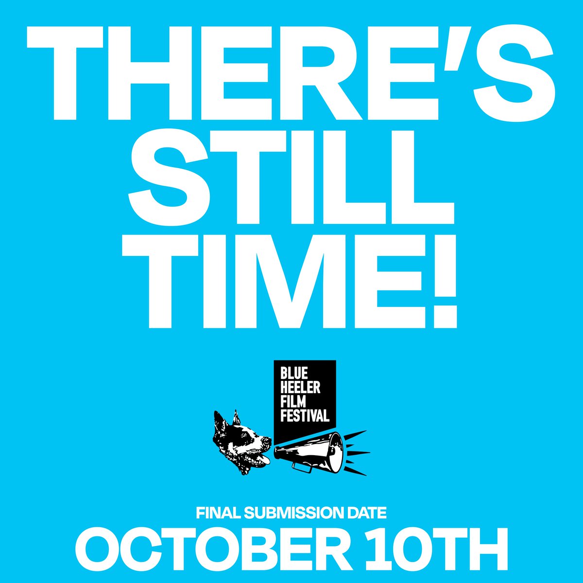 Blue Heeler Film Festival tweet media