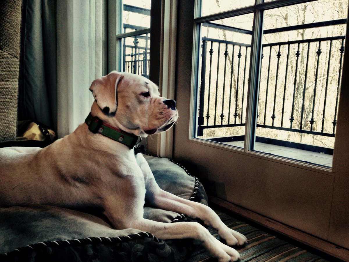 SalamanderVA's tweet photo. 10/10 squirrel and bird watching. #DogsofSalamander #dogfriendlyhotel https://t.co/kCgY61wjPp