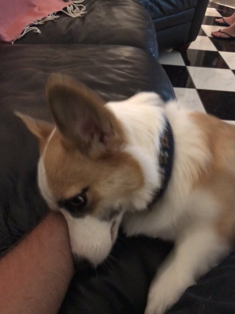 Josh Taylor tweet media