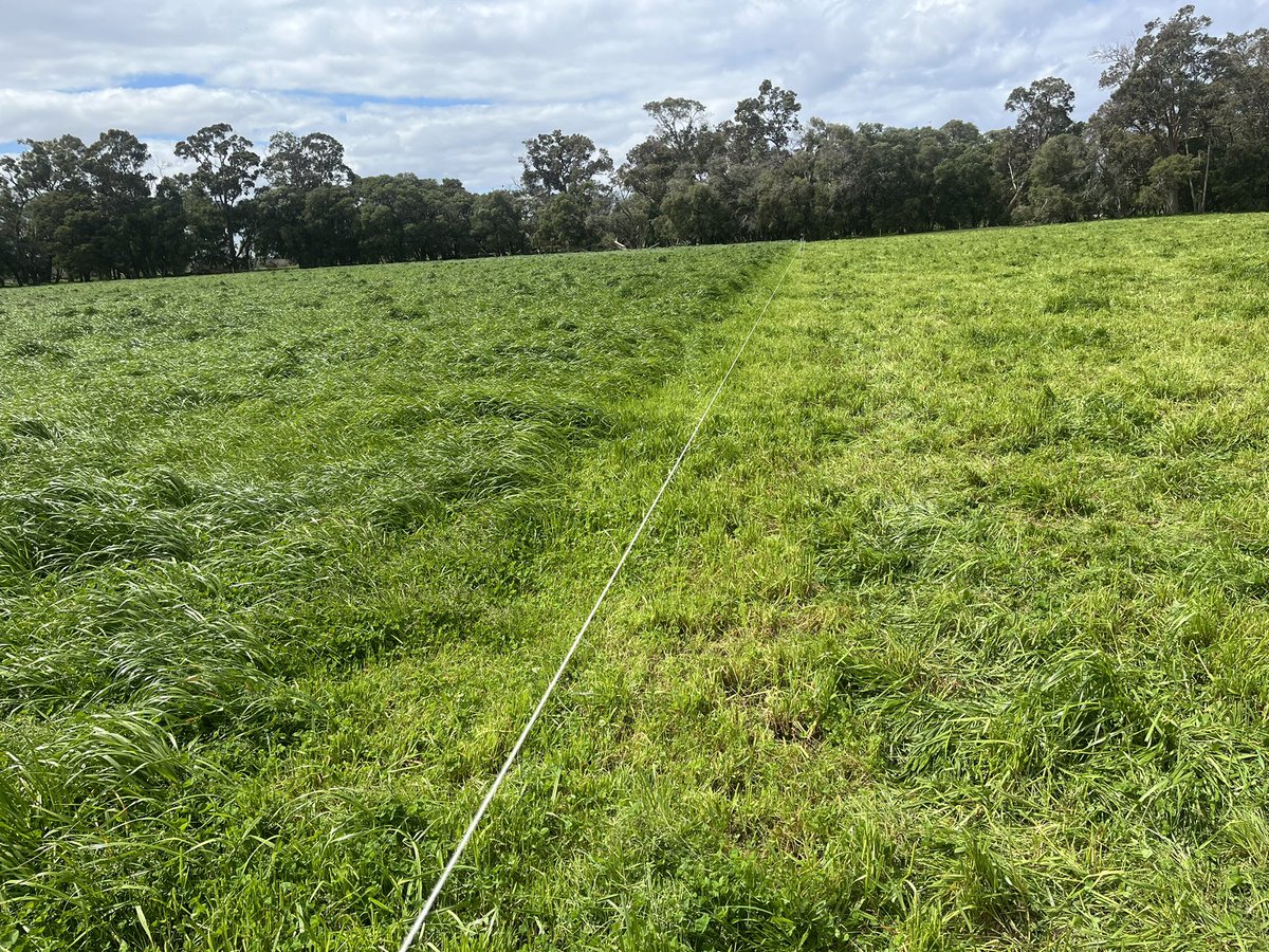 The season changes but the job is the same, Pre-grazing height, Post grazing height, the magic Formula for SW WA annual pastures and achieve feed Budget to meet right rotation speed and residual. #grazingmanagement