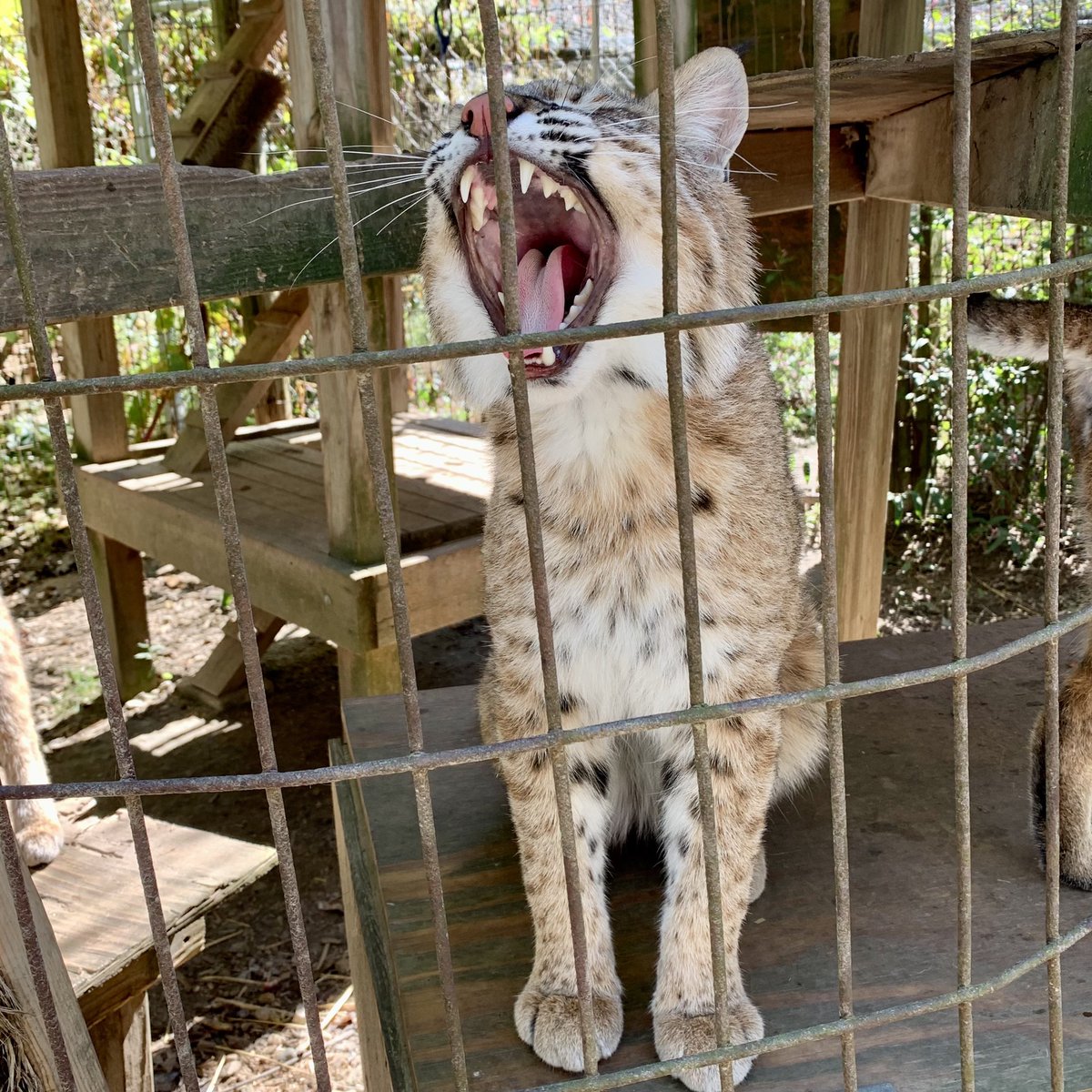 AMUscience's tweet photo. Lily the student and Lilly the #tiger! We are starting a big #cat behavioral and physiological stress response #research study at the Exotic Feline Rescue Center in Indiana. #EFRC #conservation #wildlife #leopard #cougar #bobcat #SMWC @smwc #SMWCscience https://t.co/ZQ7UixCMmw