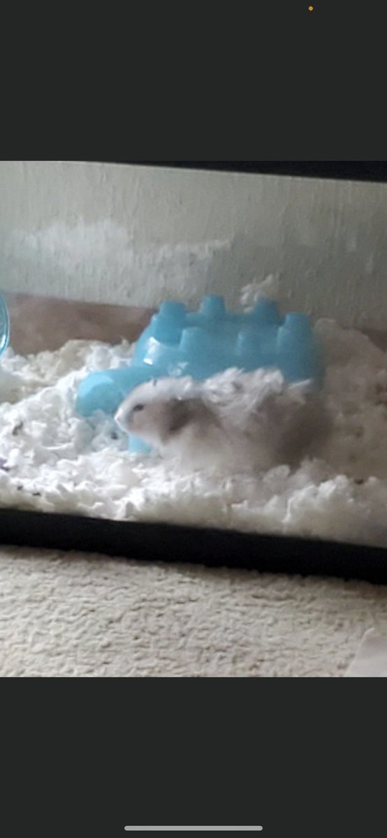 blakekai2020's tweet photo. So I’ve been waiting for the face reveal with my internet friends and my hamster died while waiting https://t.co/5cuIXcbSKi