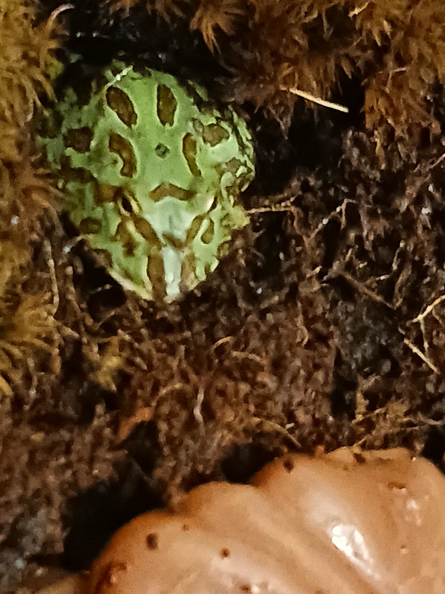 RoboUshi's tweet photo. So my pet frog polly wog says hi to Twitter. #pets #Frog #petfrog https://t.co/RYL2WoeC2I