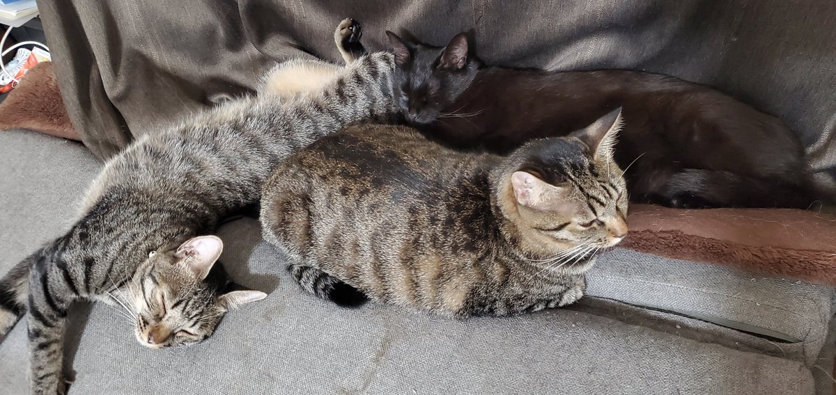 昨日の可愛かったうちねこ 