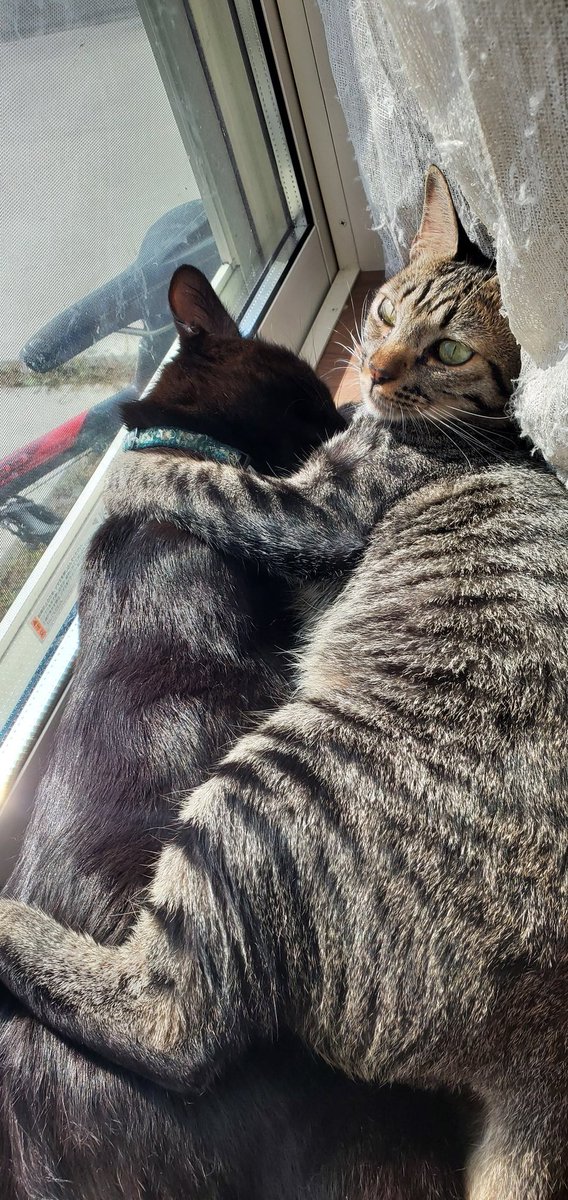 昨日の可愛かったうちねこ 