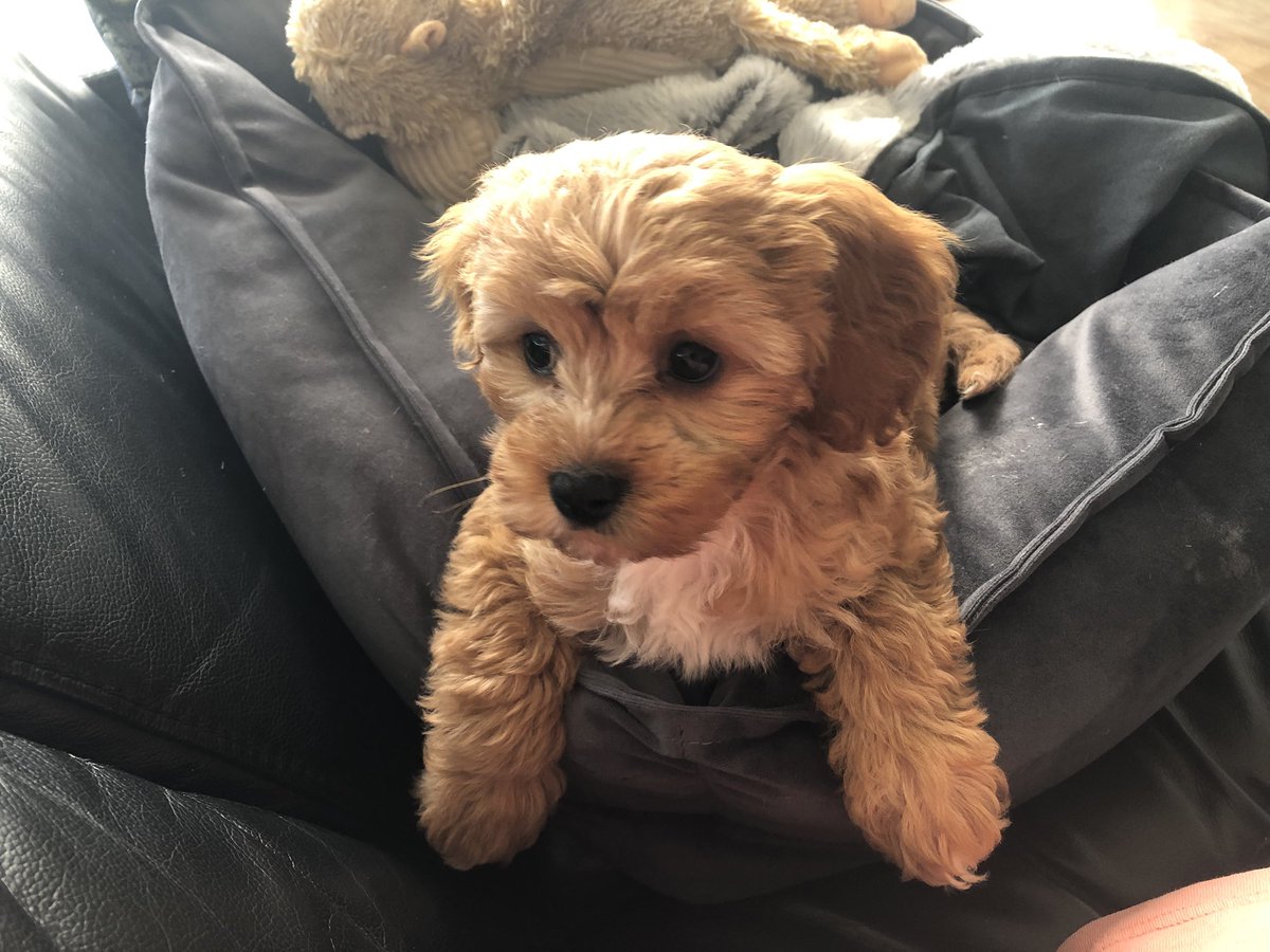 DanielSkorich's tweet photo. Introducing Wollstonecraft (named after Mary Wollstonecraft, Woolley for short), the newest member of the Health and Identity Lab @anu_lab https://t.co/pevLZ44M2w