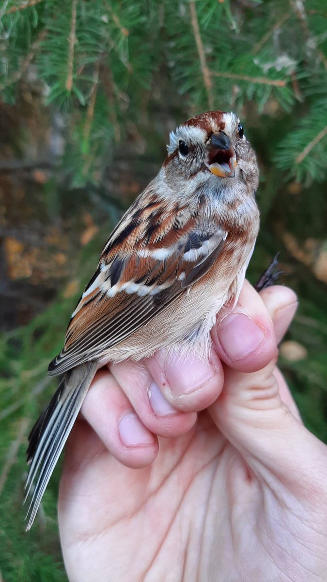 Well, it was nice while it lasted. This American Tree Sparrow, the first one banded this year, signals the beginning of the end of fall migration. These arctic birds are the last species to pass through. #birds #migration #biology