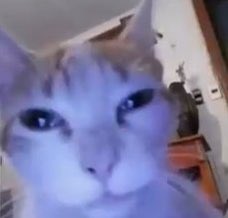 I don't even watch this man but I sure ain't missing it #dreamfacereveal