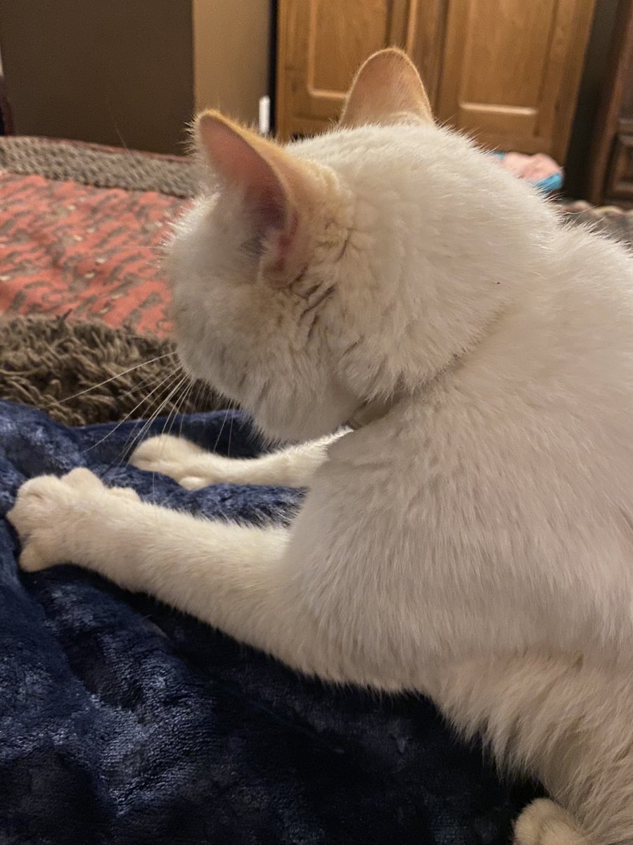 MelindaHoward4's tweet image. Castro says:  Mmmm, new fuzzy blanket 🥰 #Castro #fuzzyblanket #CatsOfTwitter