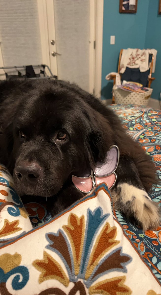 kfktlyn's tweet photo. My heart is melting. https://t.co/huqqyqMLs8