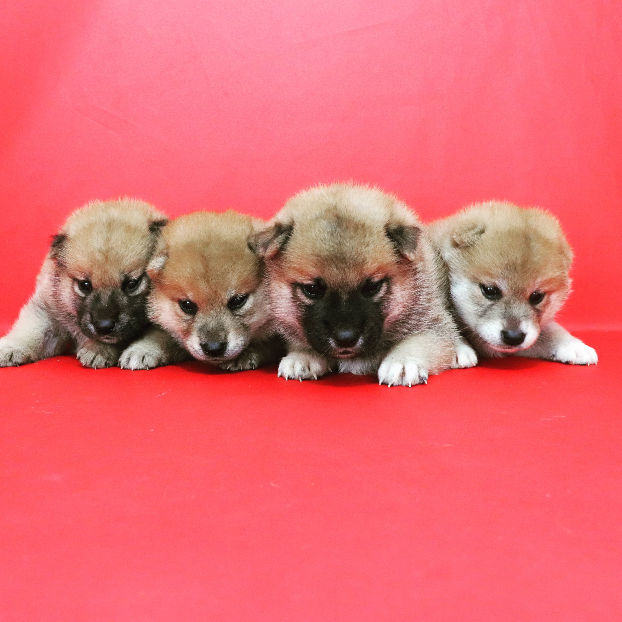可愛い犬 Twitter Search Twitter