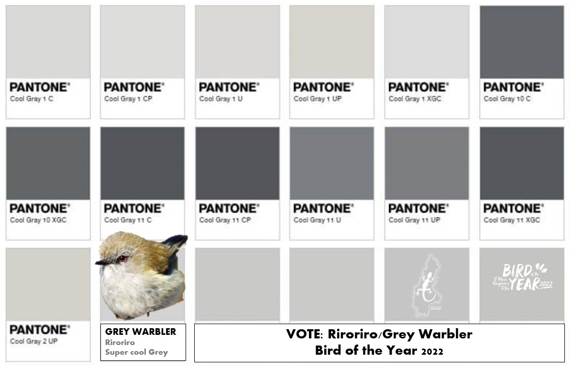RiroriroBOTY's tweet photo. Vote riroriro / grey warbler for Bird of the Year 2022. #GreyAllDay https://t.co/eFyd1Gj6av