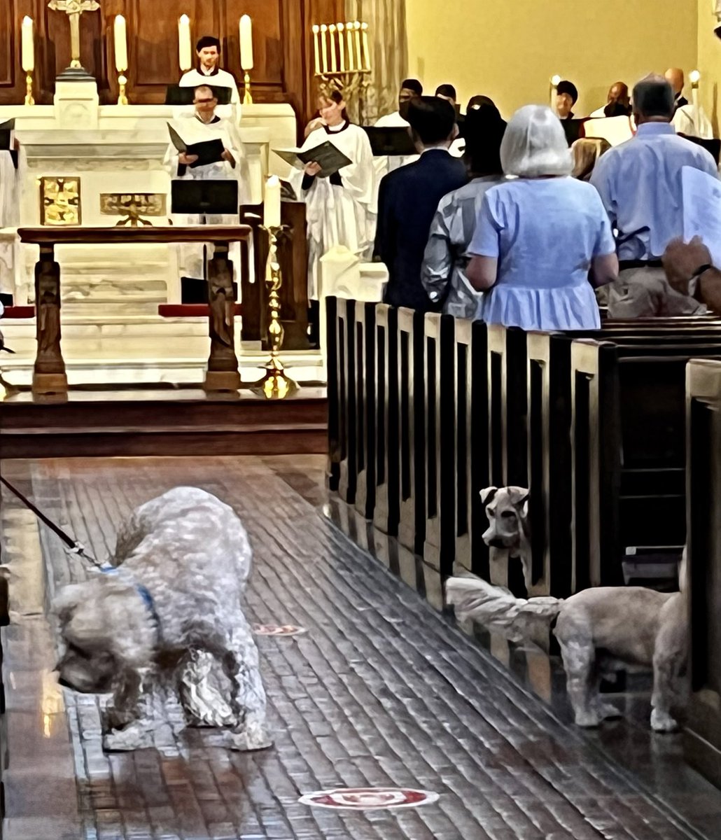 RevKateCress's tweet photo. Fr John Kim ⁦@kaemcJoyGiver⁩, ⁦⁦@RevJonFeuss⁩ and I ❤️ ❤️❤️⁦@StJamesLA⁩ #AnimalBlessing today. We blessed fish, rabbits, MANY dogs &amp; one exceedingly tolerant cat. #AllAreWelcome #StFrancisDay 💕🐕🐇🐈🐟 https://t.co/EoBoDpKpiM