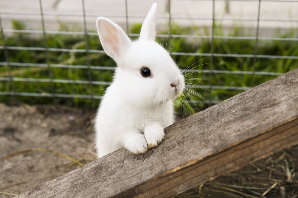 Bunset tweet media