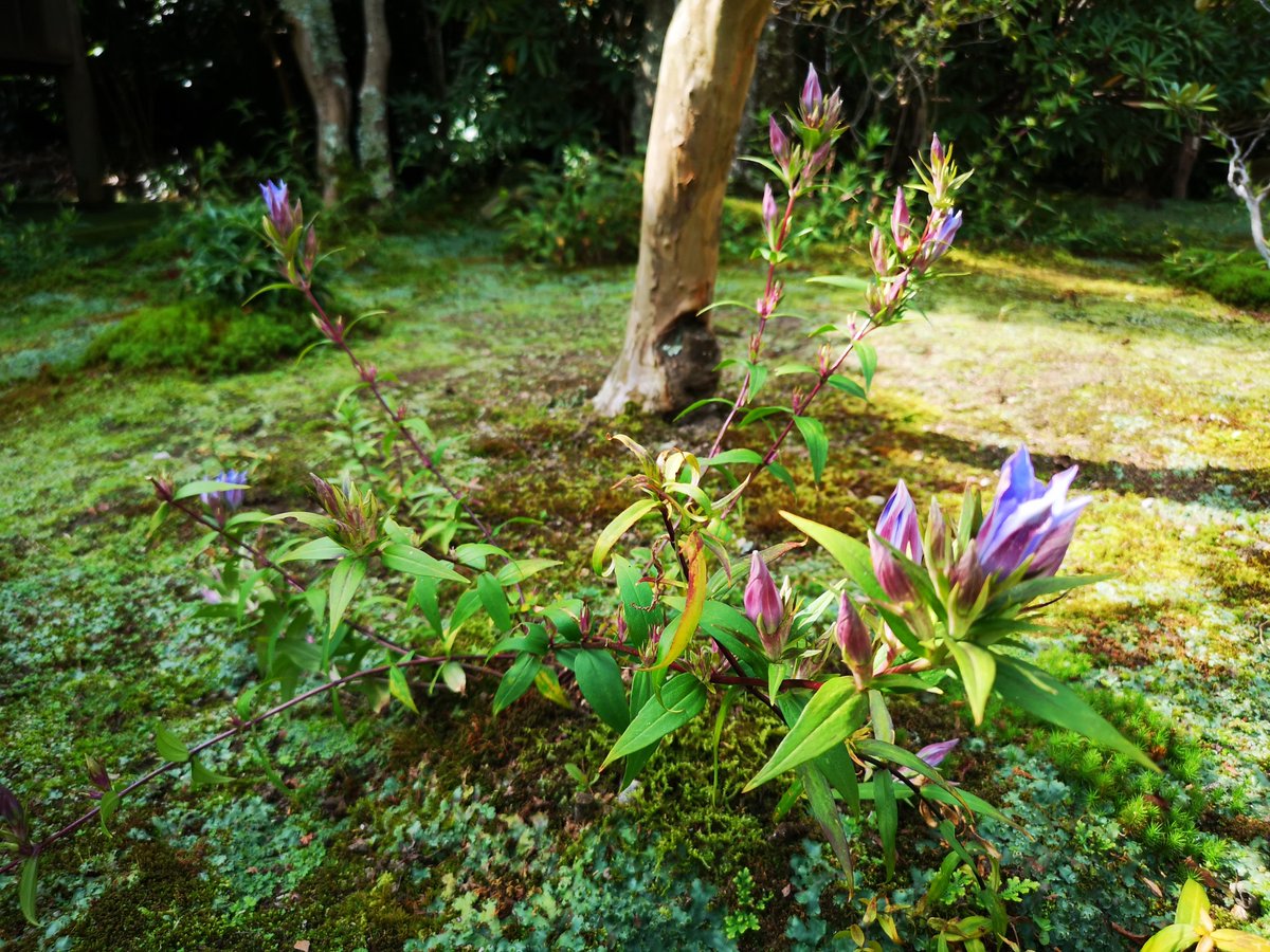 kamakura_kyokai's tweet photo. 扇ガ谷にある海蔵寺。今は花が少ない時期ですが、花のお寺としても知られている海蔵寺ではシオン、リンドウ、ホトトギスなどが楽しめます。10月3日撮影。 https://t.co/tol0tu2AcZ