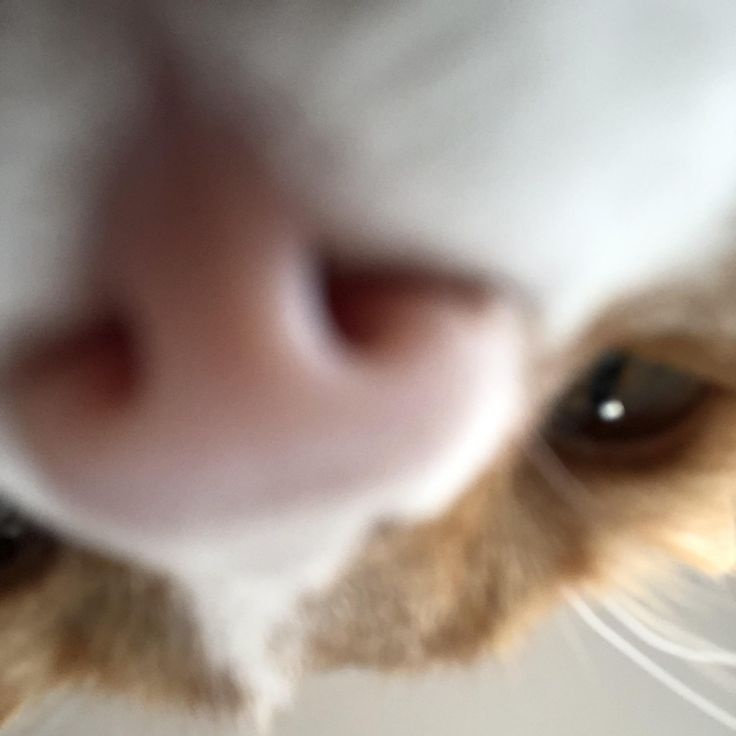 DEM0NCITRU's tweet photo. @maybelied MEOW MEOW??!?! https://t.co/SFhnA19PIo