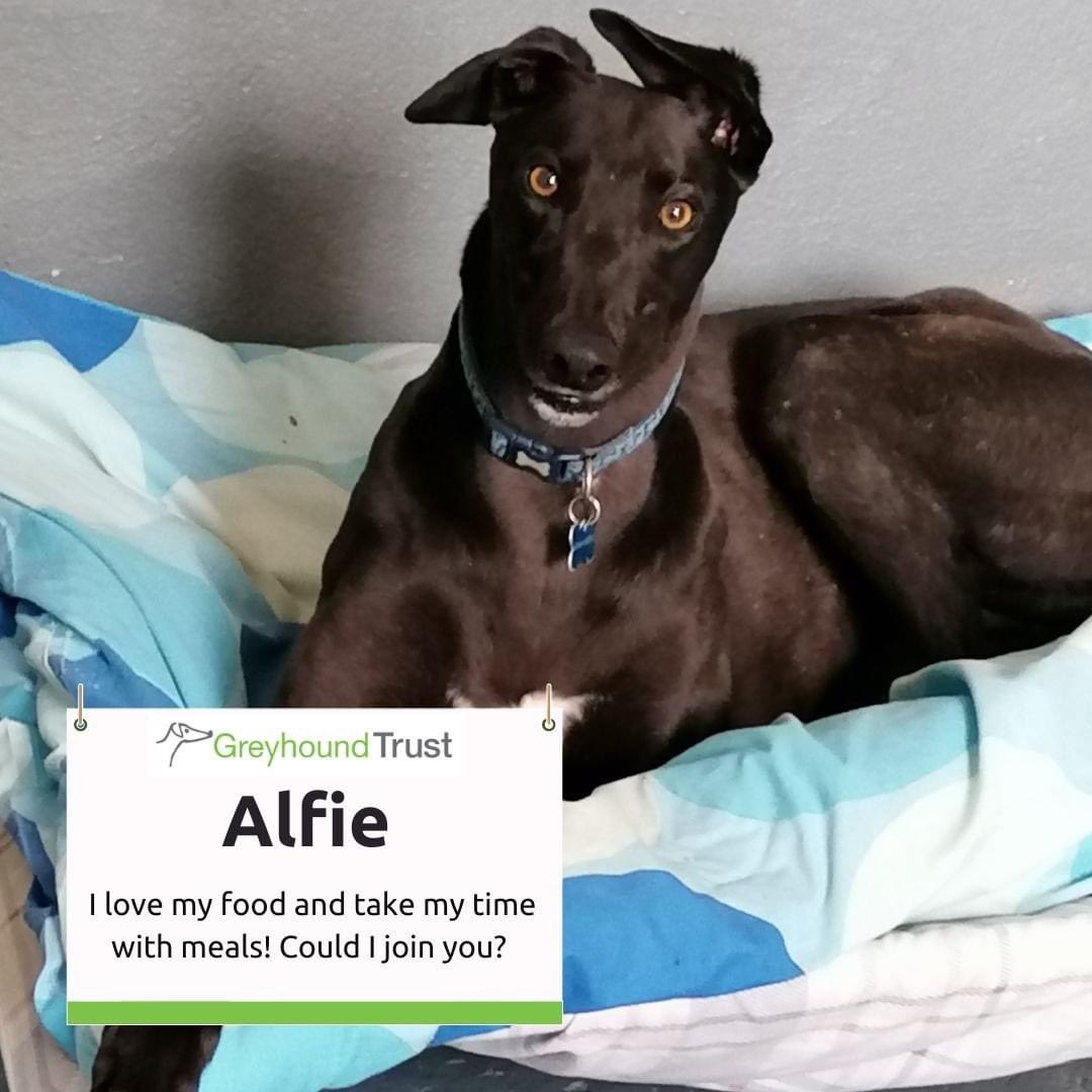 Alfie would like to be the only dog in the home. Could he be the boy for you? For more information about this gorgeous lad, please contact the Kings Lynn branch on 07944 578125 or email kingslynn@greyhoundtrust.org.uk